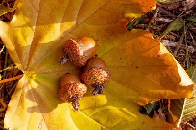 Do maple tree have acorns 