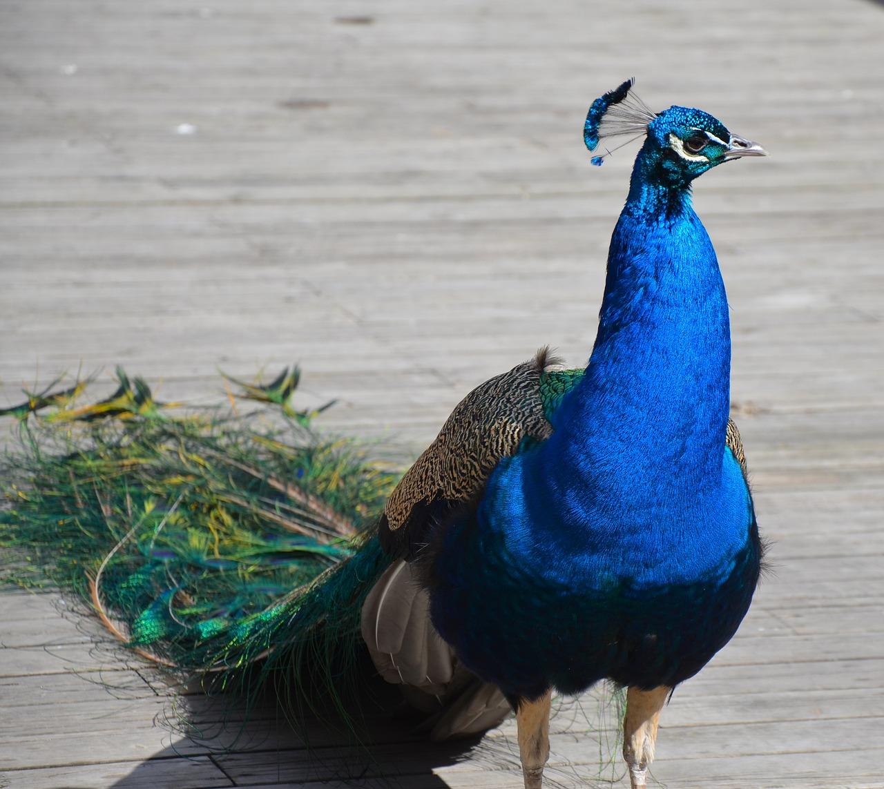 Does Peacock have FOX 