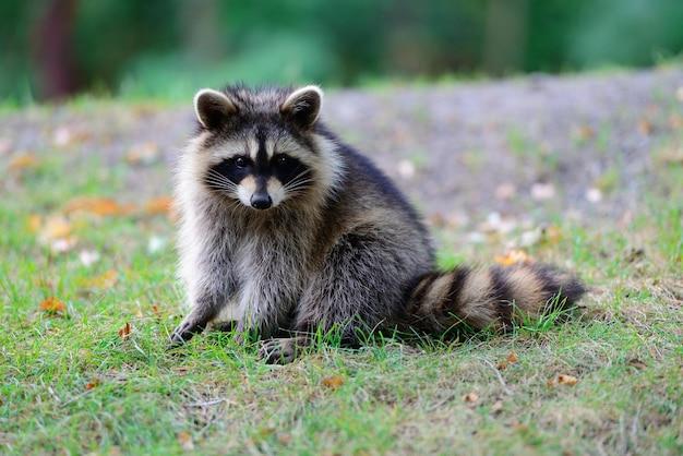 How fast do raccoons run 