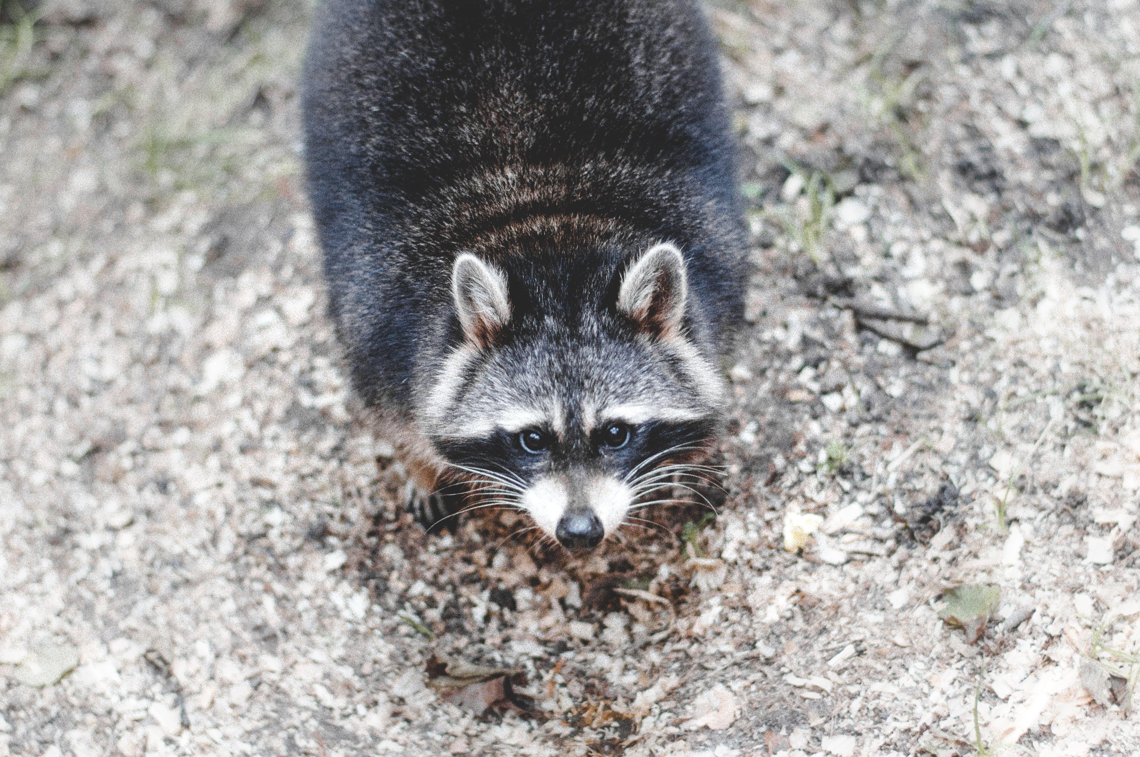 How fast do raccoons run 