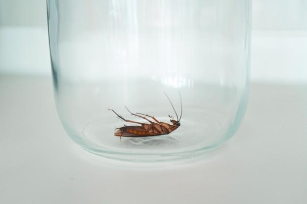 How long will a cockroach survive in a jar 