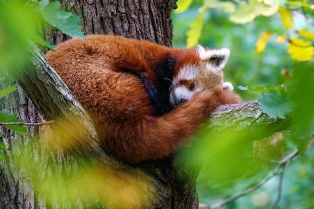 How much is a red panda cost 