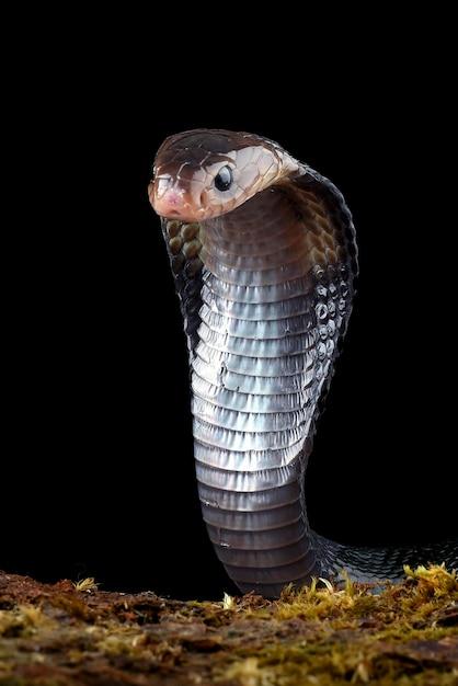 How much would it cost to buy a king cobra 