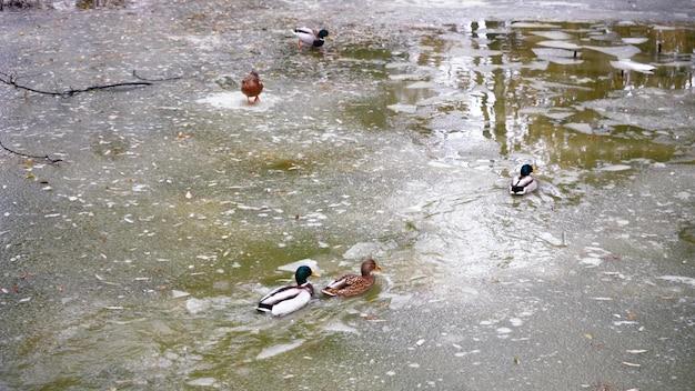 Is duck poop harmful to humans 