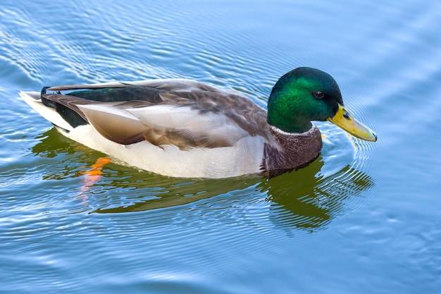 Is duck poop toxic to humans 