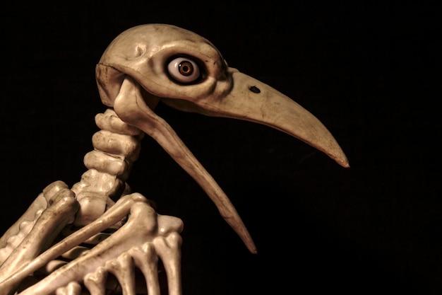 Is it illegal to own a crow skull 