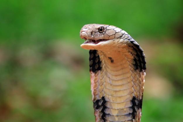 Who will win king cobra vs inland taipan 