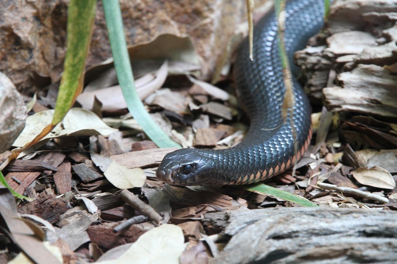 Who will win king cobra vs inland taipan 