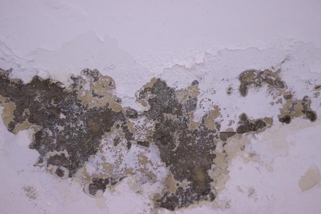 Should you walk away from a house with mold 