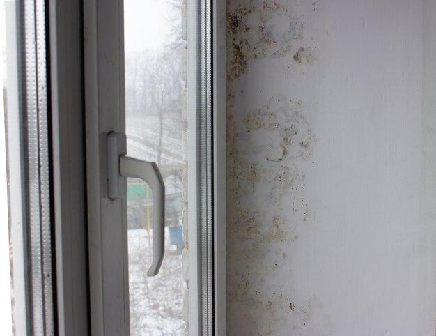 Should you walk away from a house with mold 