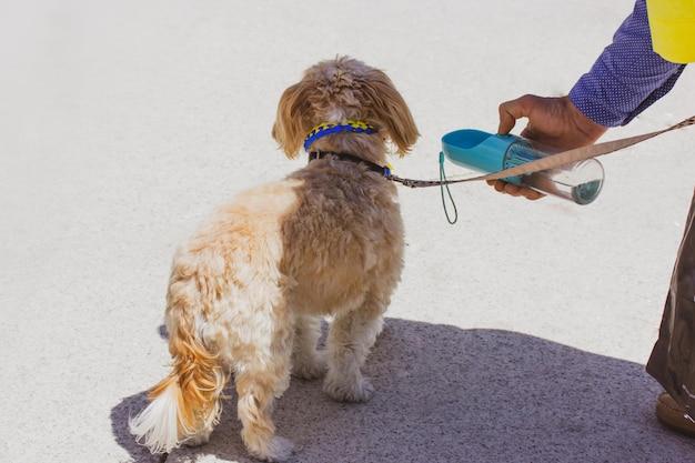 What is the cleanest part of a dog 