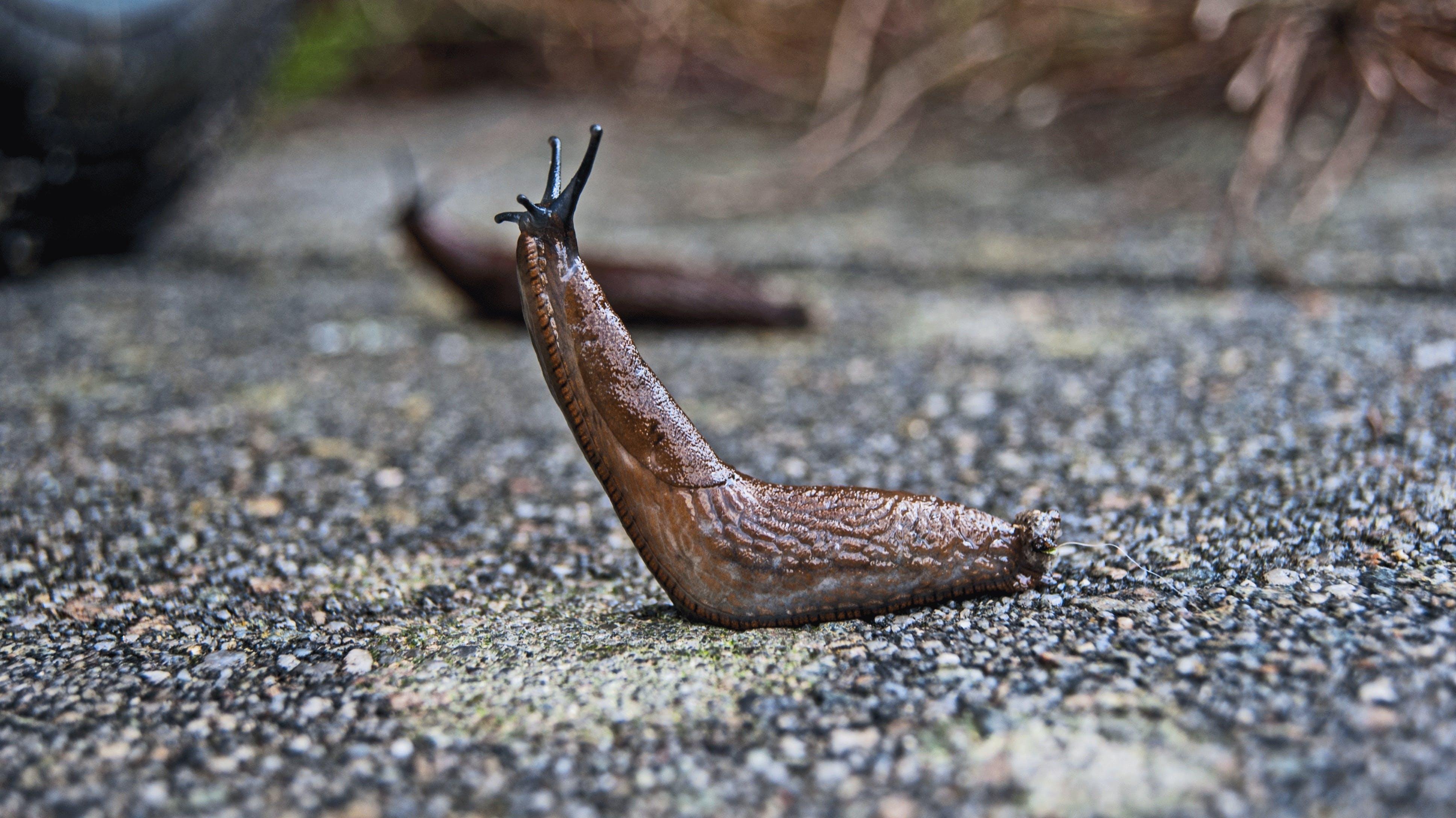 Do slugs have a brain 