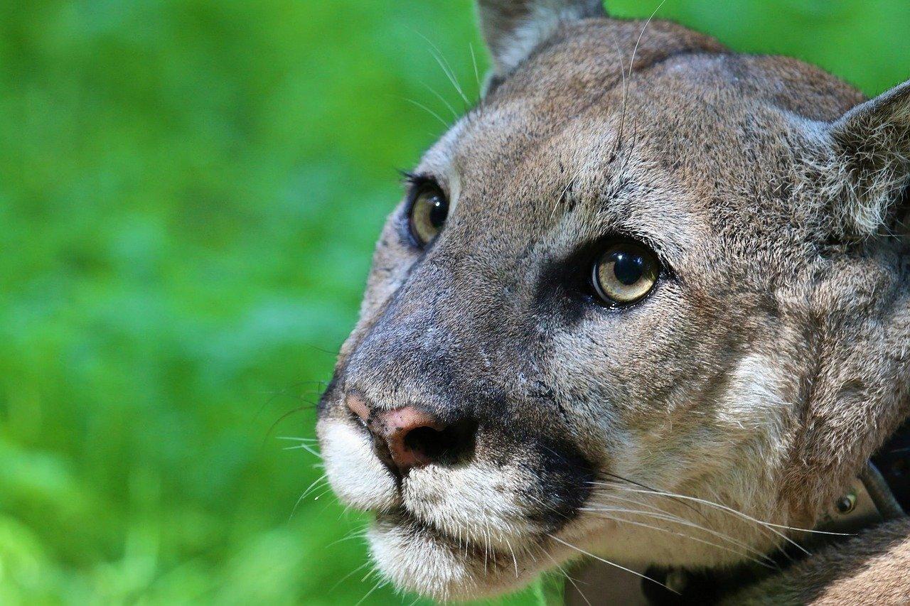 What is the bite force of a mountain lion 