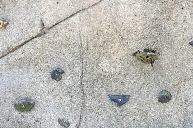 What are the tiny GREY bugs on concrete 