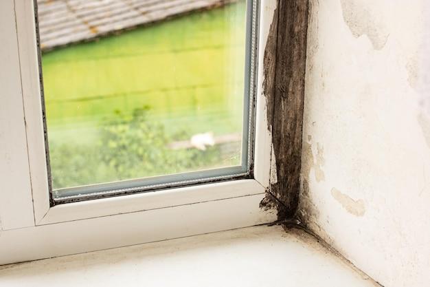 What are the little black dots on my windowsill 