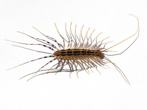 What do baby house centipedes look like 