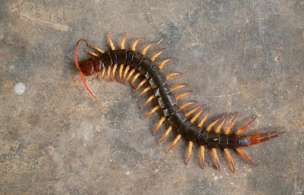 What do baby house centipedes look like 