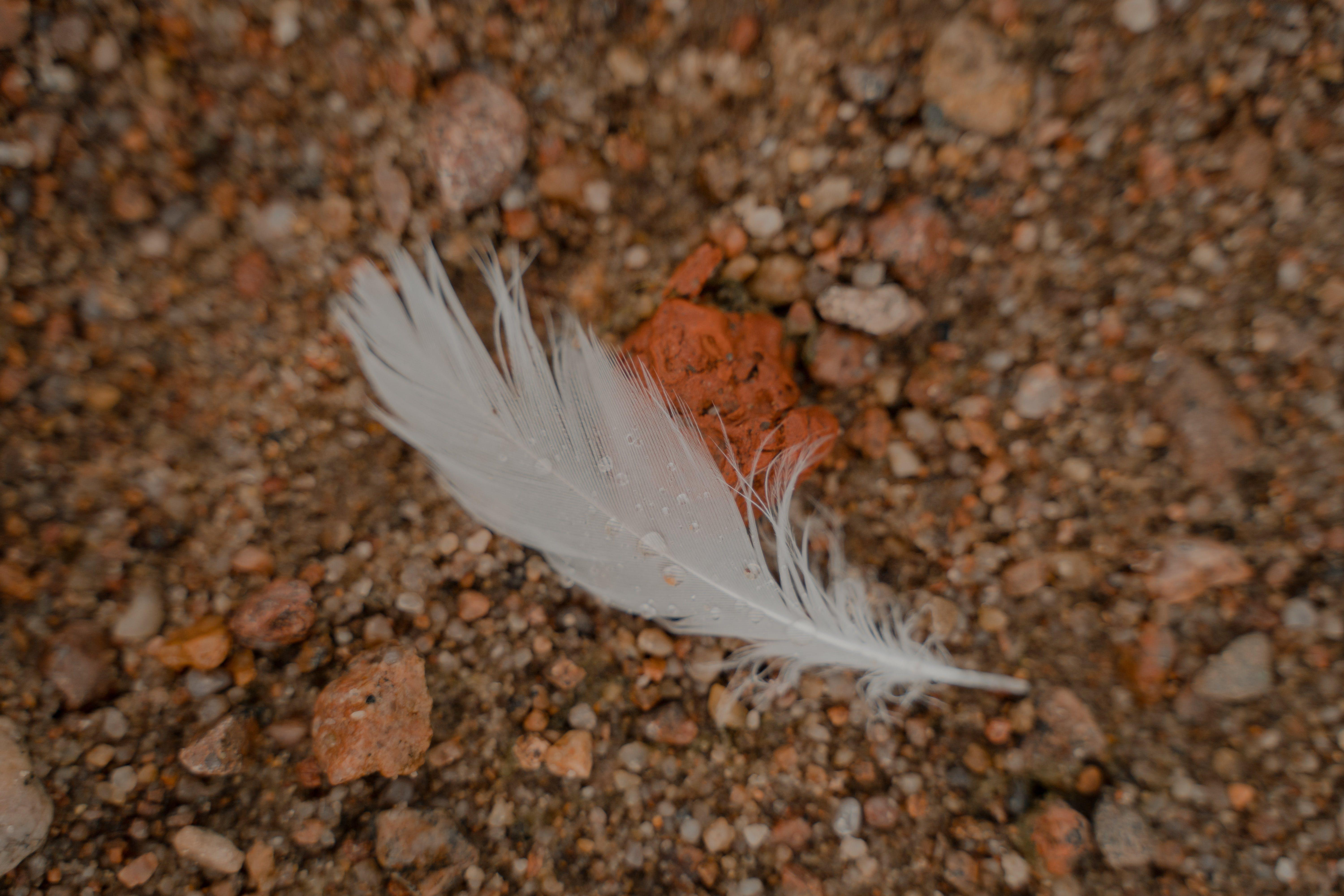 What does a brown and white feather mean 