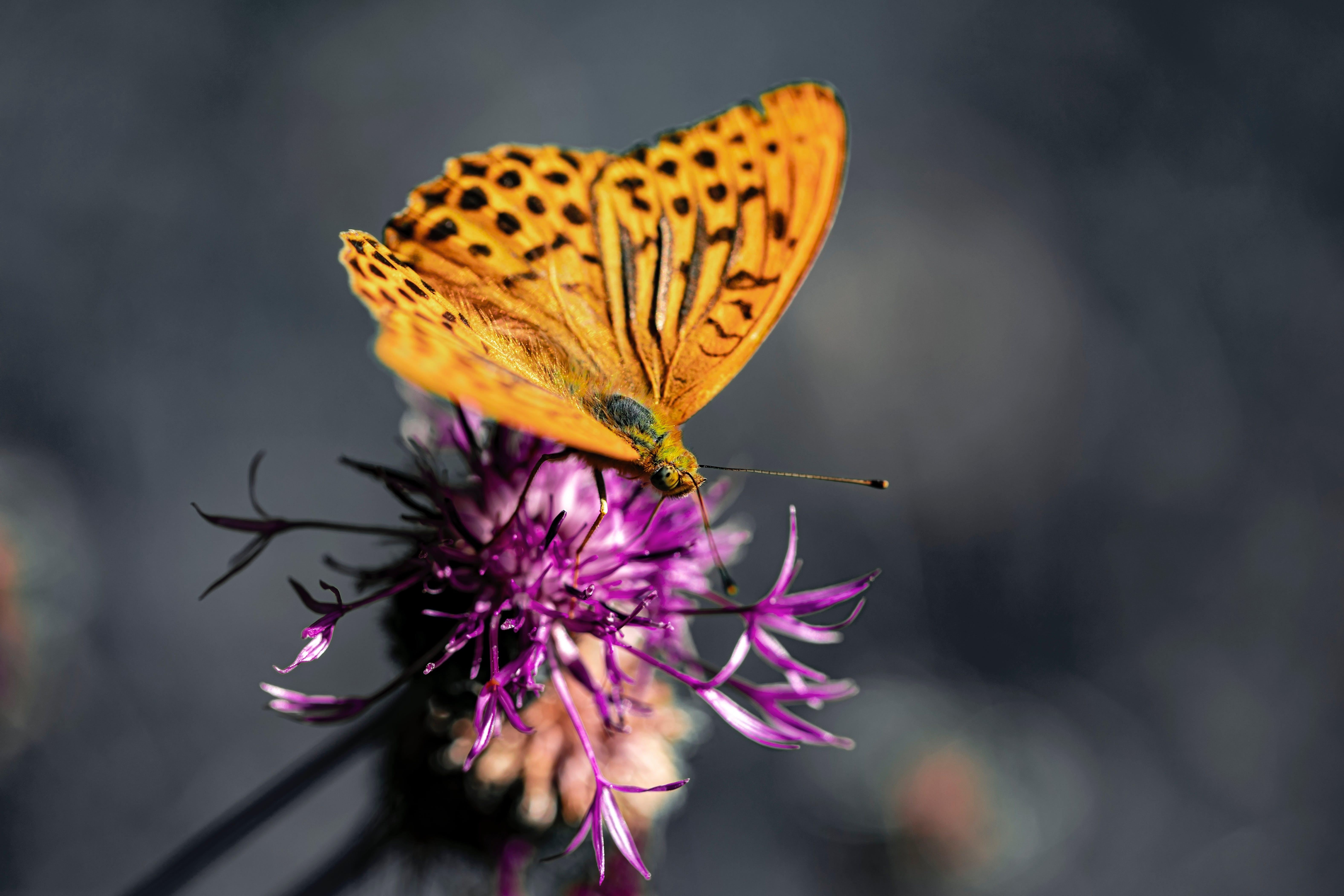 What does it mean when a butterfly visits your house 