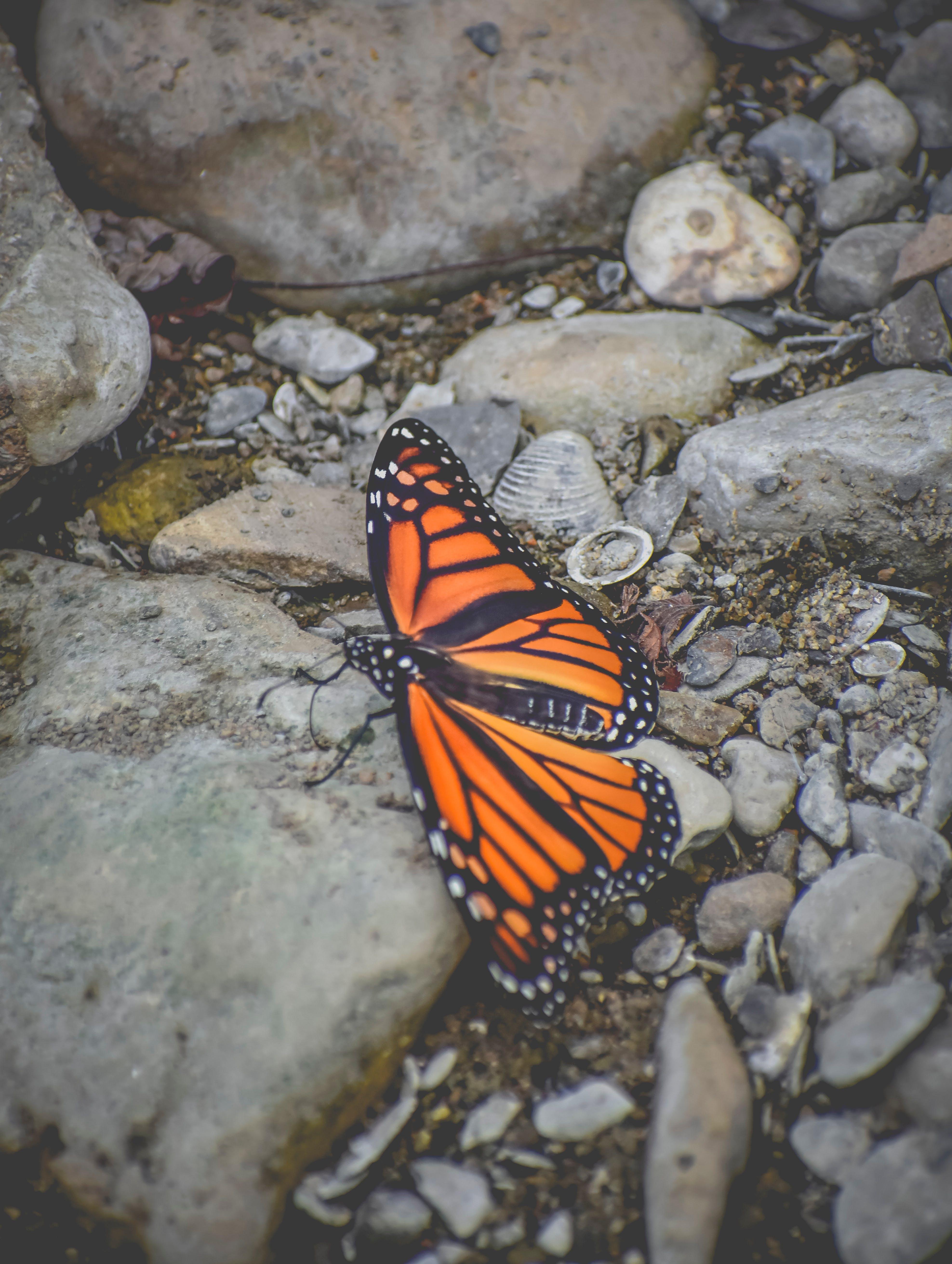 What does it mean when a butterfly visits your house 