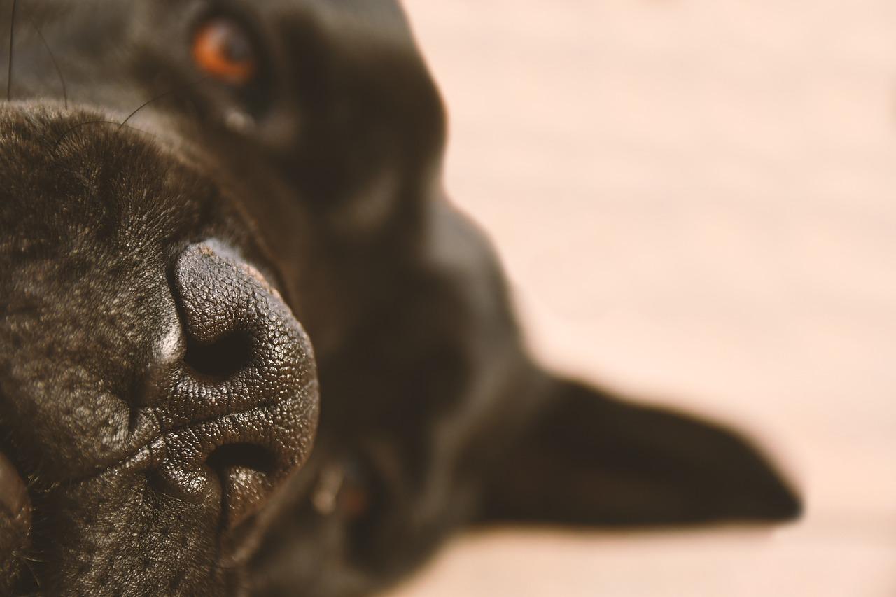 What kills a dog's sense of smell 