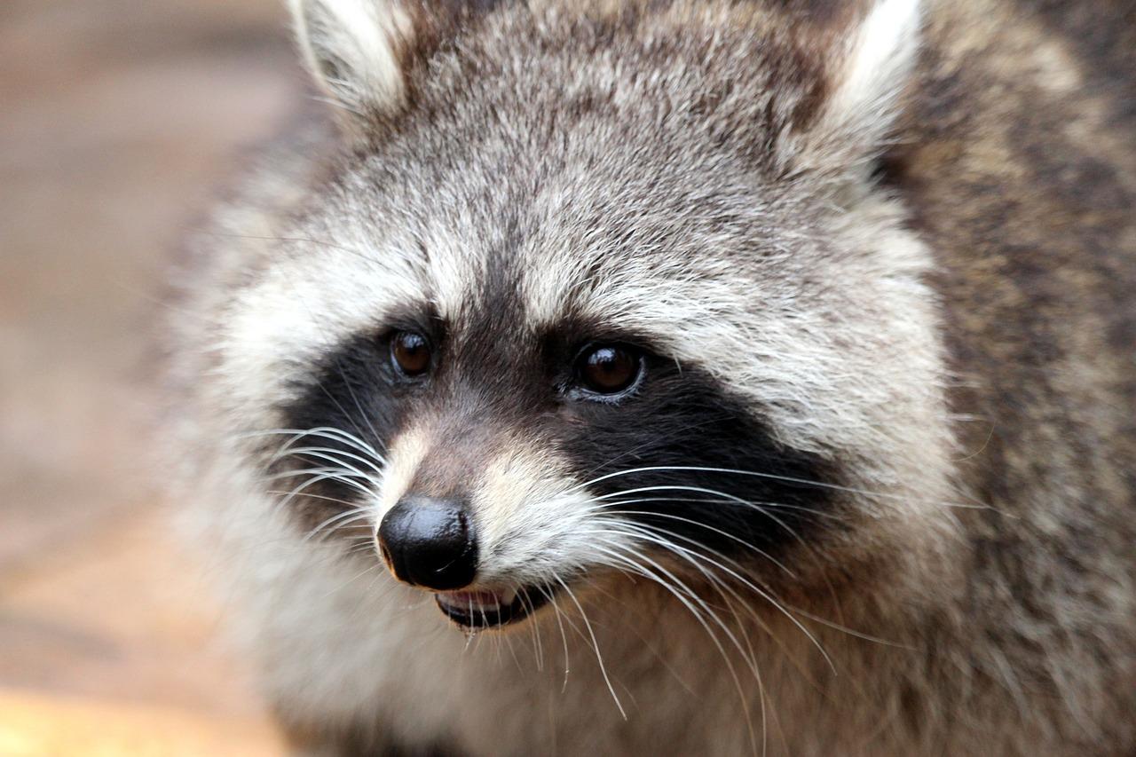 What sounds does a racoon make at night 