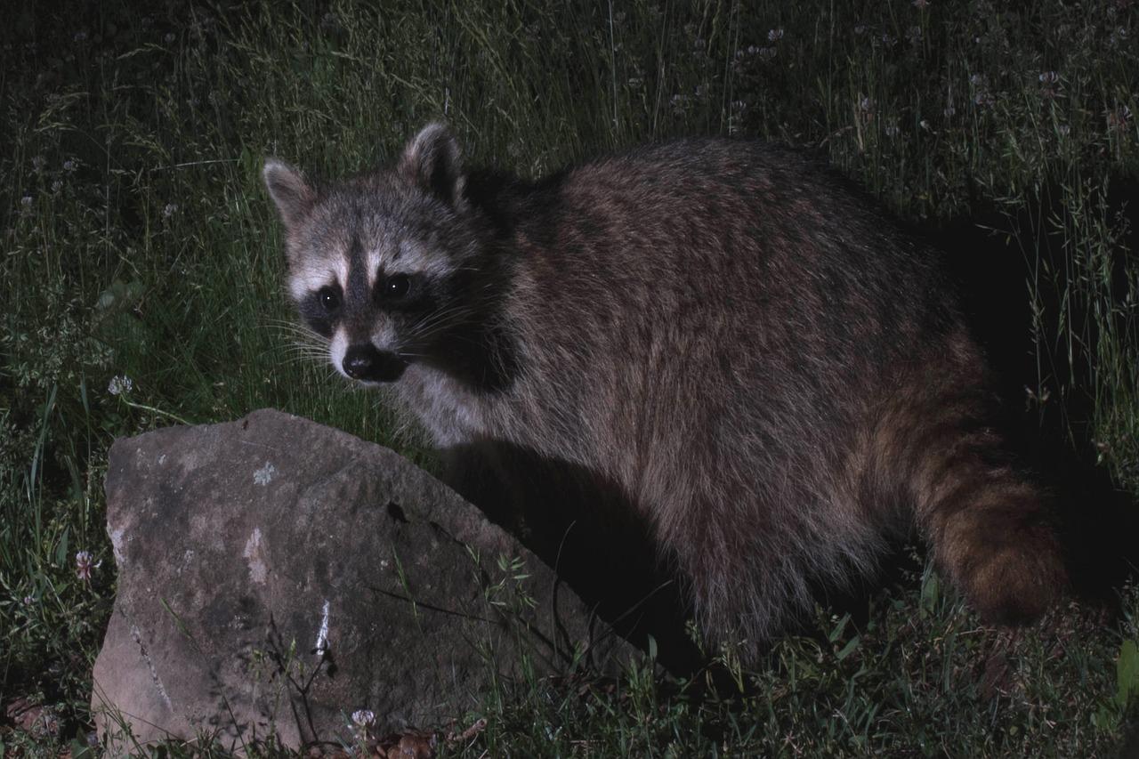 What sounds does a racoon make at night 