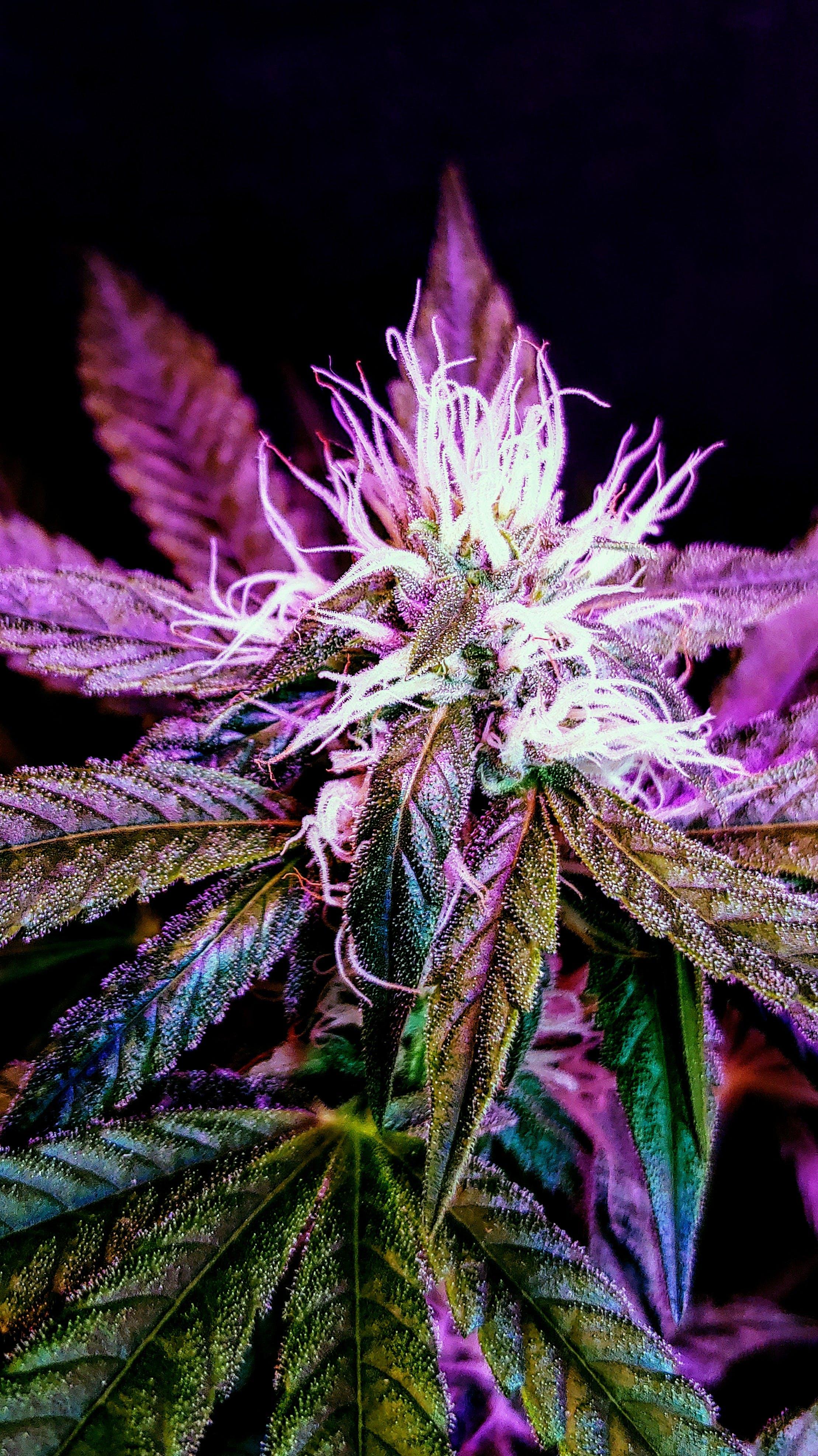 What to expect last 2 weeks of flowering 