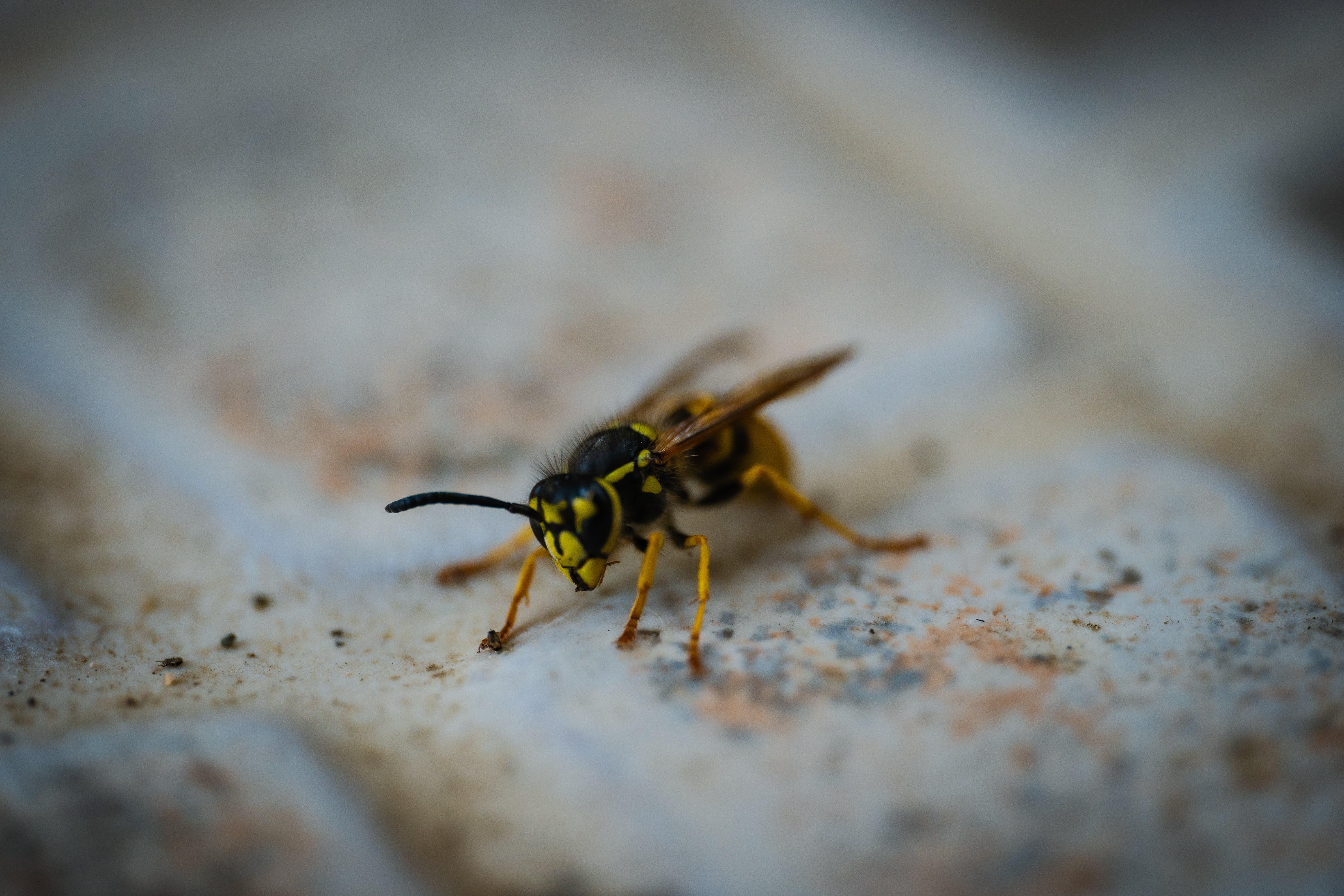 What time of the day are yellow jackets most active 