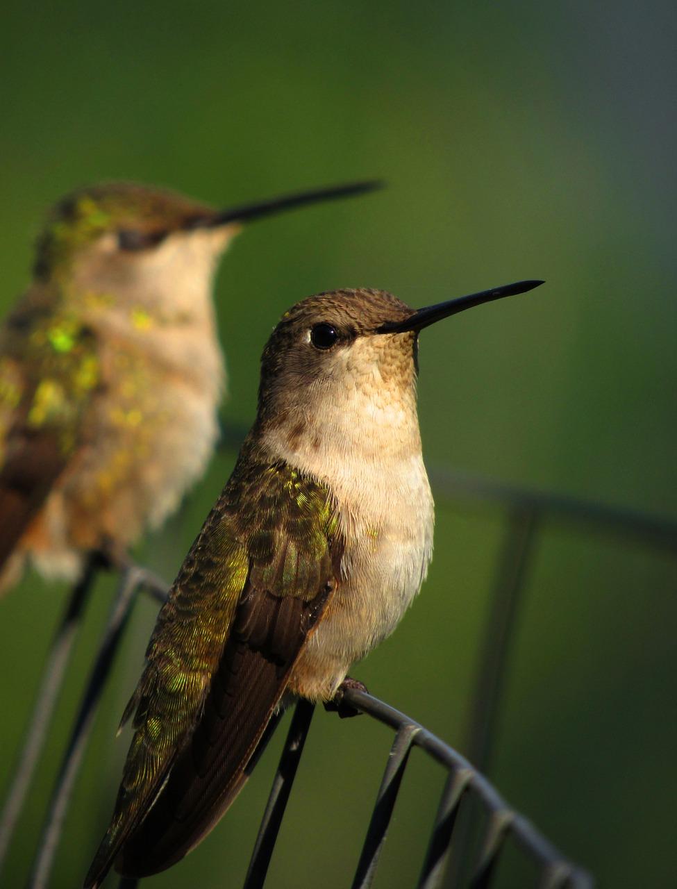 Why are there so few hummingbirds this year 2021 