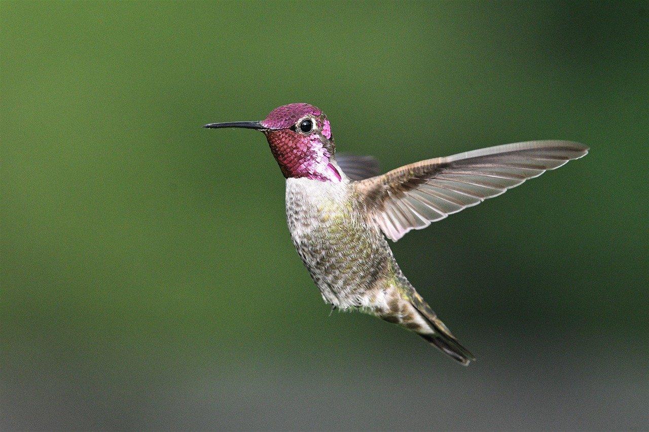 Why are there so few hummingbirds this year 2021 