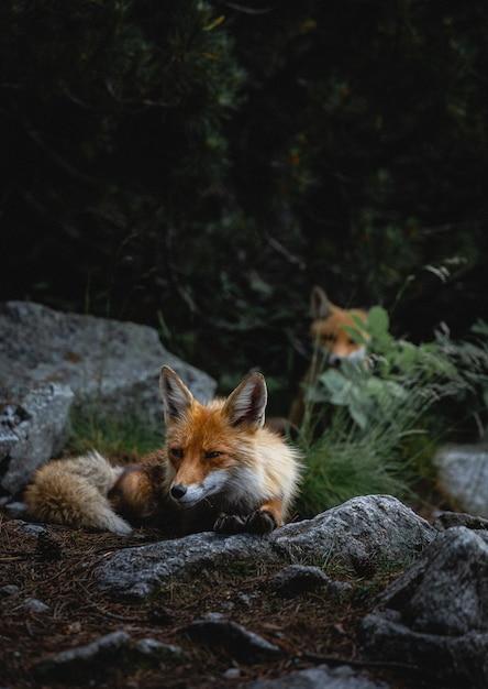 Why do foxes scream at night in summer 
