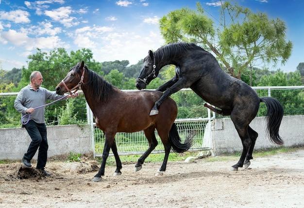 Why do horses fall after mating 