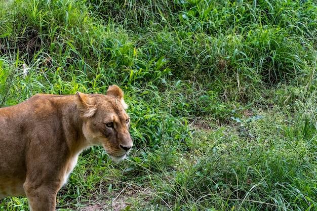 Are there wild lions in Mexico 